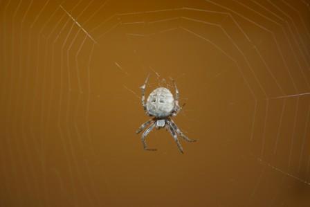 Grey spider