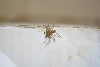 Tiny and cute
