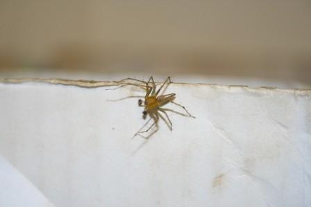 Tiny and cute