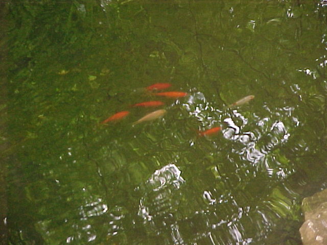 fish