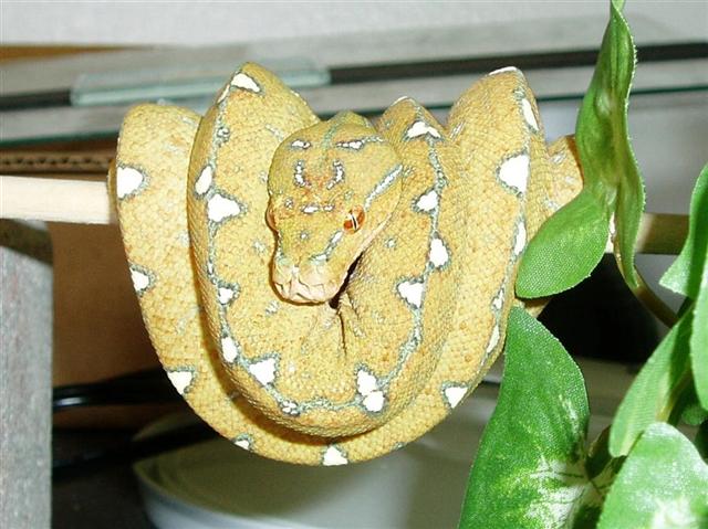 GTP