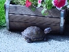 This is Yurtle our Turtle