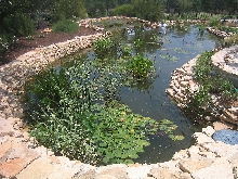 26,000 gallon koi pond