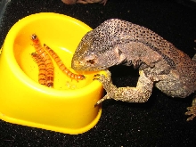 black throat monitor