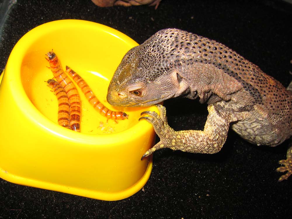 black throat monitor