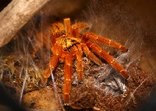 usambara baboon tarantula