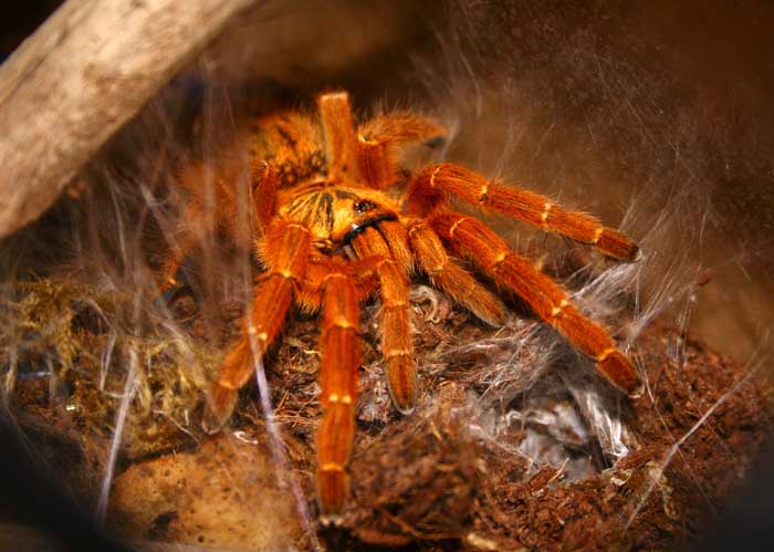 usambara baboon tarantula