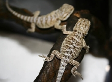 newborn beardies