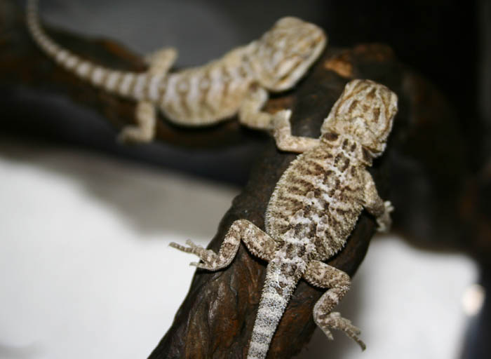 newborn beardies