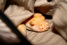 lazy day in bed