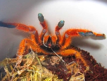 usambara baboon tarantula