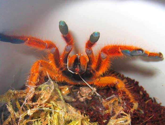 usambara baboon tarantula