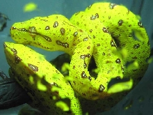 young tree python in UV