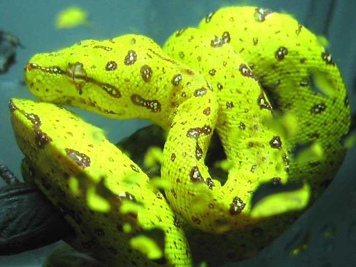 young tree python in UV