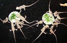 babies eating veggies