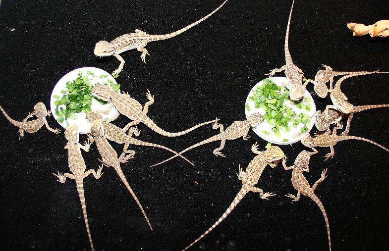 babies eating veggies