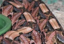beautiful gaboon colors