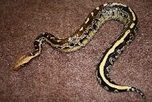 male borneo yellowhead