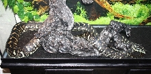 8 ft. diamond jungle