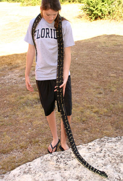 large male diamond x jungle