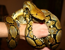 yellow head female