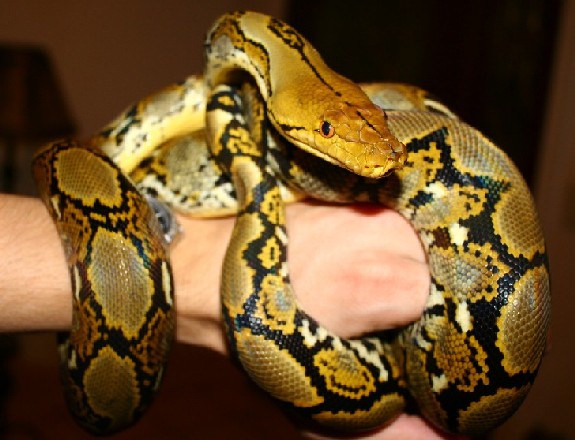 yellow head female