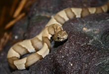 baby copperhead
