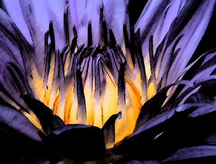 water lily photo
