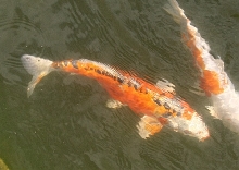 japanese scaleless koi