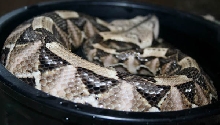 juvie male west
