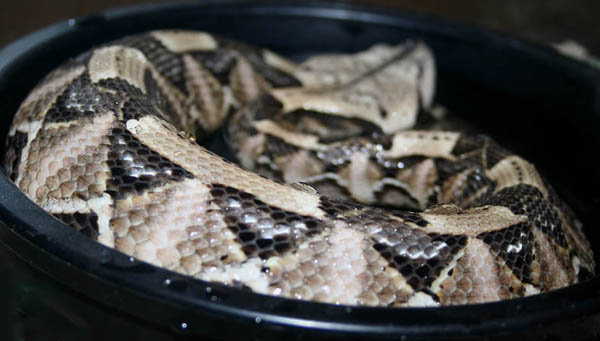 juvie male west
