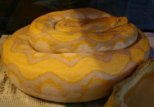 lav. albino female
