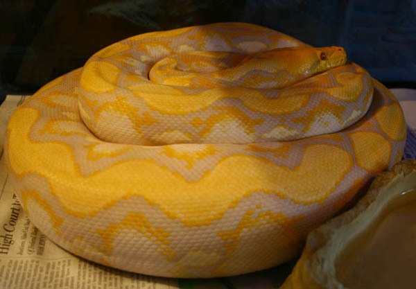 lav. albino female