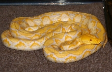 female lavender albino