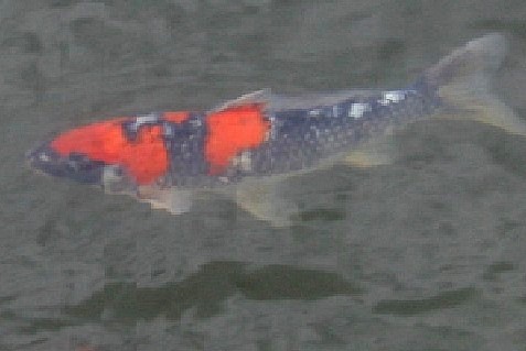 goshiki