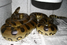 big male green
