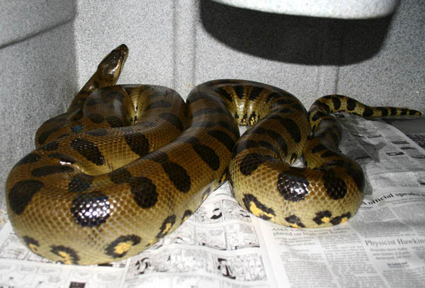 big male green