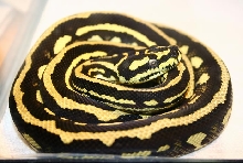 just shed this morning