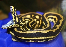 jack - striped jungle carpet python