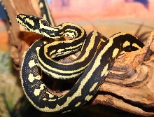 jack - striped jungle carpet