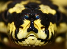 jack after shed