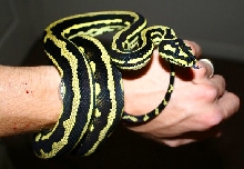 jack's growing up