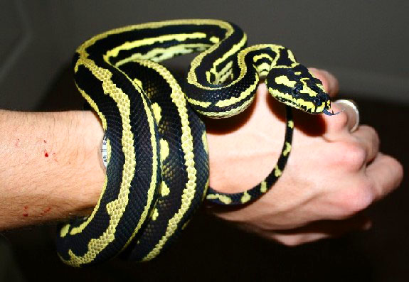 jack's growing up