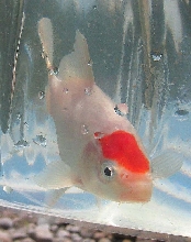 baby tancho
