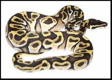 jungle mojave