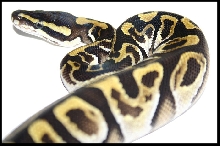 jungle mojave