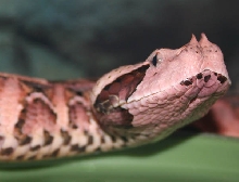 juvie female west