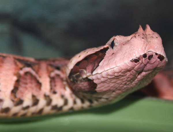 juvie female west