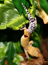 bungee!