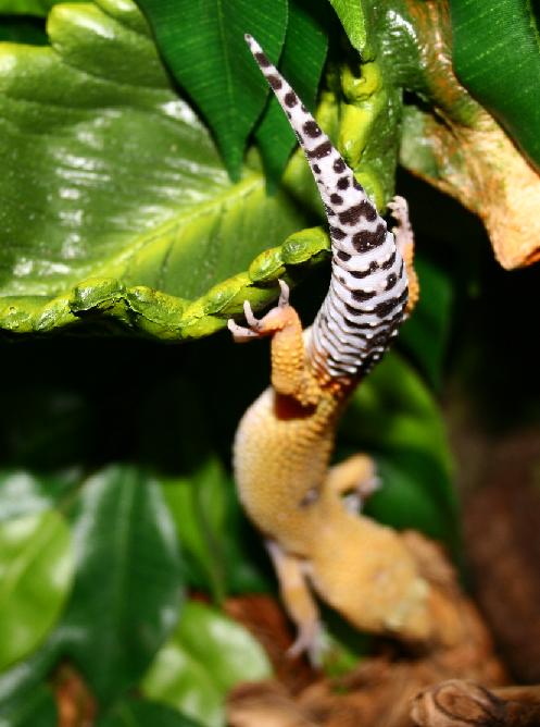 bungee!